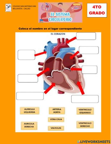SISTEMA CIRCULATORIO