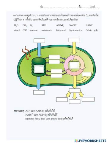 ข้อเขียน ม.5