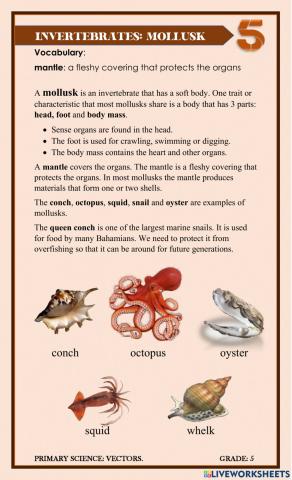 Invertebrates: Mollusks