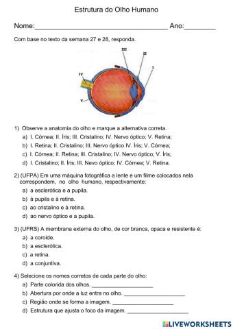 Estrutura do olho humano