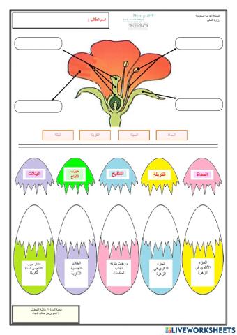 أجزاء الزهرة