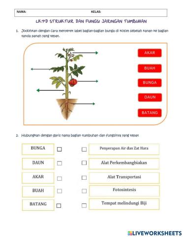 LKPD Jaringan Tumbuhan