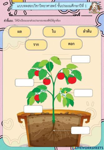 แบบทดสอบ - วิทยาศาสตร์