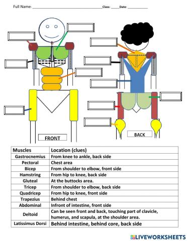 Anatomy, skeletal muscles (revision)