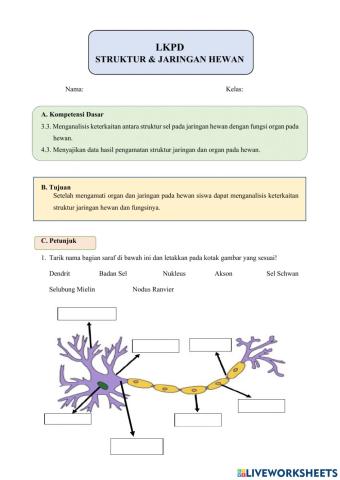 LKPD Struktur dan Jaringan Hewan