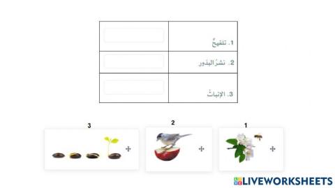 درس 31 تكاثر البذور ومغطاة البذور