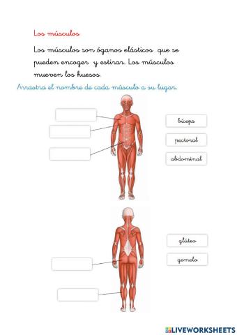 Los músculos