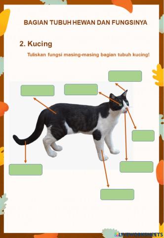 Fungsi Bagian Kucing