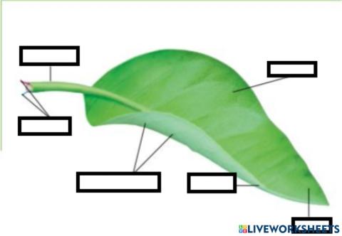 Parts of a leaf