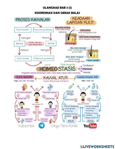 Homeostasis Manusia