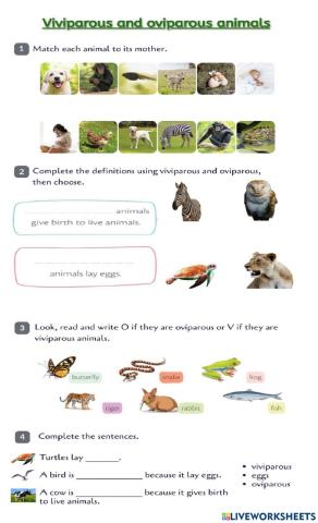 Oviparous and Viviparous animals
