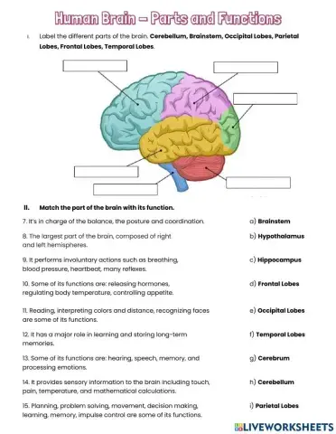 Human Brain - Parts and Functions