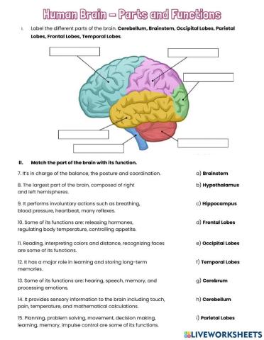 Human Brain - Parts and Functions