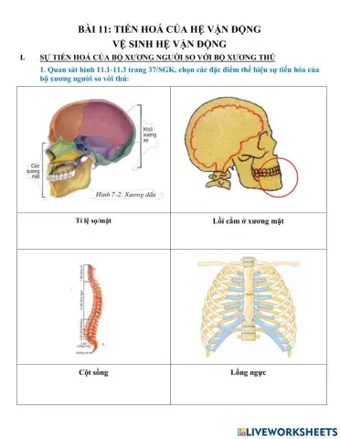 Bài 11: tiến hóa của hệ vận động