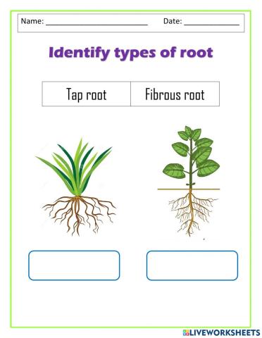 Types of root