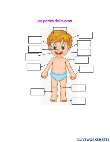 Partes del cuerpo humano