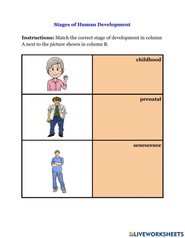 Stages of Human Development Worksheet 2