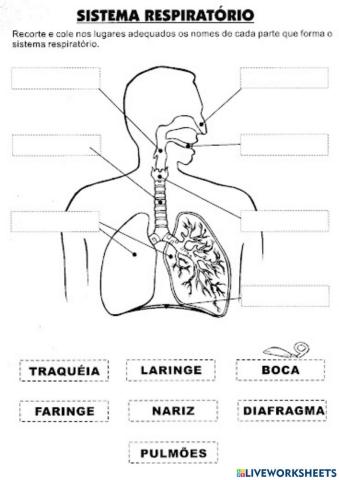 Sistema Respiratório