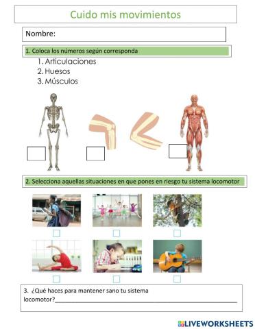Sistema locomotor