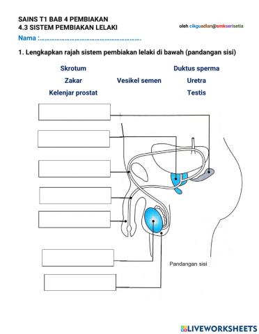 Sistem pembiakan lelaki