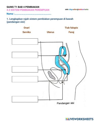 Sistem pembiakan perempuan