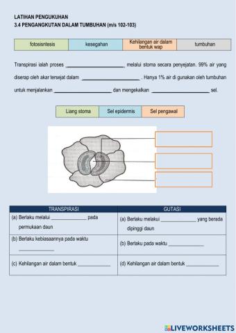 3.4 Pengangkutan dalam tumbuhan