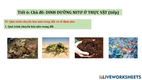 Tiết 6: Chủ đề dinh dưỡng nitơ ở thực vật