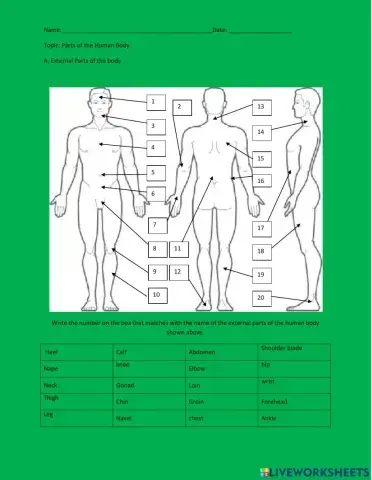 Parts of the Human Body