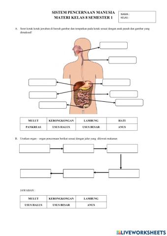 Sistem Pencernaan Manusia