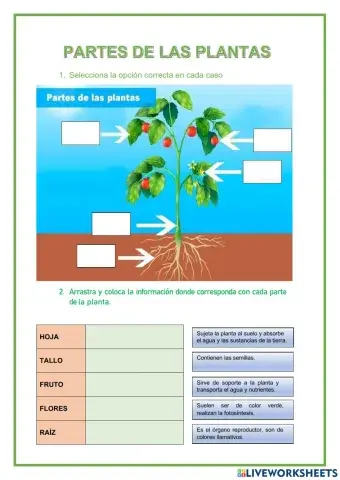 Partes de la planta