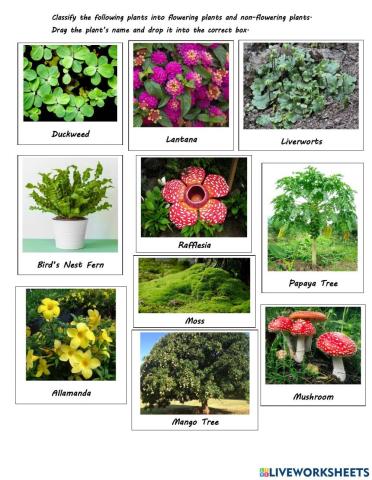 Grouping plants: Flowering and Non-Flowering