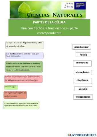 Partes de la célula