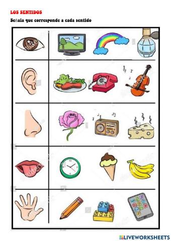 Órganos de los sentidos