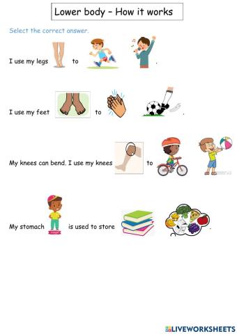 Lower body function