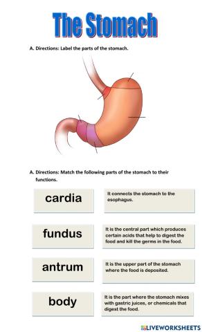 The Parts of Stomach and Their Functions