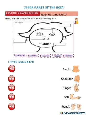 Upper Parts of the body