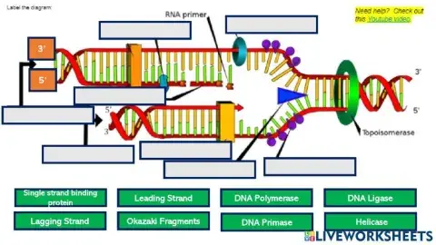 DNA Replication