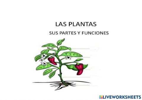 Las partes de una planta