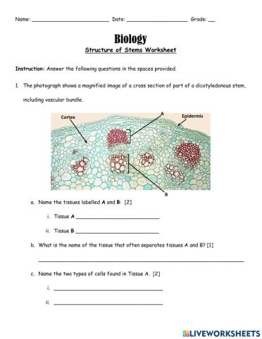 Structure of Stems Worksheet