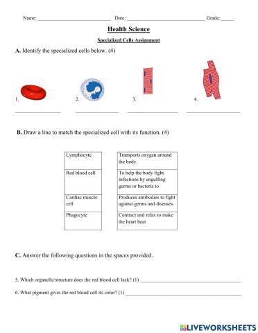 Introduction to Specialized Cells Worksheet