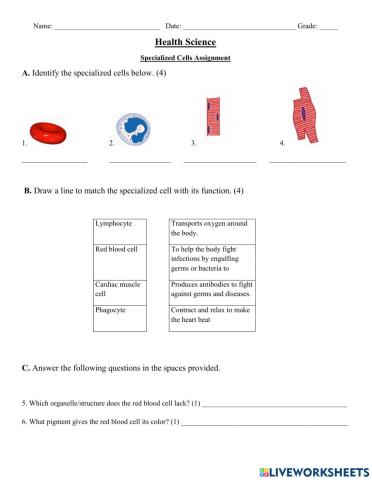 Introduction to Specialized Cells Worksheet