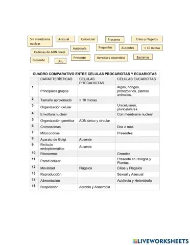 Comparación entre celulas eucariontes y procariontes