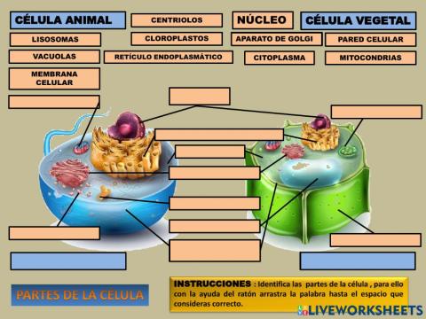 Partes de la celula
