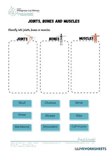 Joints, Bones and Muscles