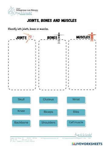 Joints, Bones and Muscles