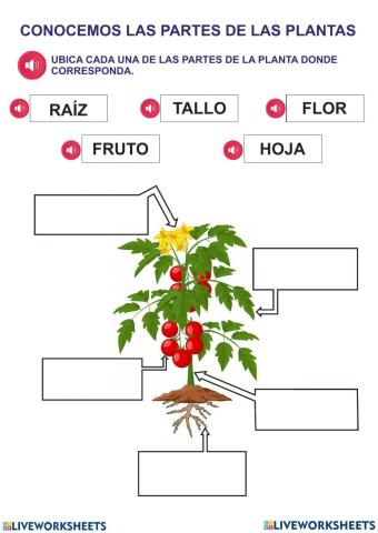 Partes de las plantas