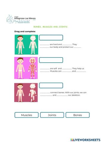 Bones, muscles and joints