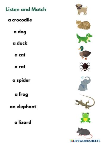 Year 1 world of animals