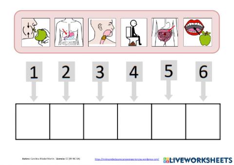 El Aparato Digestivo. Proceso