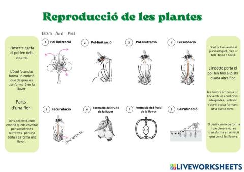 La reproducció de les plantes